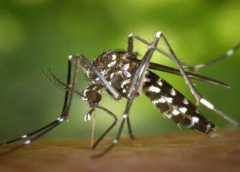 Sérotyp 3 viru dengue znepokojuje brazilské úřady