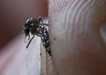 Vytvářejí zdravotní nouzovou situaci Dengue - Mercopress