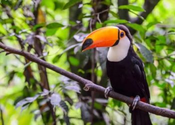 Brazílie stanoví nové cíle biologické rozmanitosti za období 2025-2030-Mercopress
