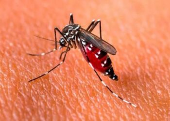 Argentina hlásí zvýšené případy dengue v konkrétních regionech - Mercopress