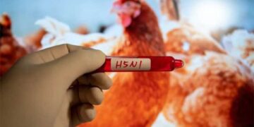Potvrďte případ Aviar Influenza v Porto Alegre - Mercopress