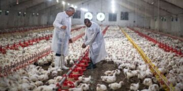 Brazílie pozastavte vývoz kuře kvůli Aviar Cluh -Sprout - Mercopress