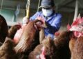 Paraguay na výstrahu na vypuknutie chrípky v susednej Brazílii - Mercopress