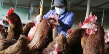 Paraguay na výstrahu na vypuknutie chrípky v susednej Brazílii - Mercopress