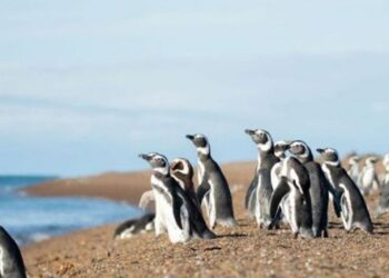 Uruguajská mimovládna organizácia vydáva Magellan Penguins v oceáne - Mercopress