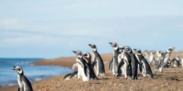 Uruguajská mimovládna organizácia vydáva Magellan Penguins v oceáne - Mercopress