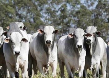 Japonská delegácia Audita Produkcia paraguajského mäsa - Mercopress