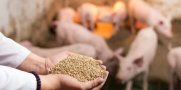 Brazílie uzavírá dohodu o prodeji zvířecího tuku do Japonska - Mercopress