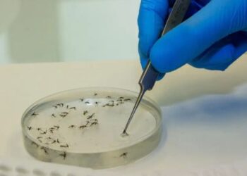 Továrna komárů očekává vyřešení krize dengue - Mercopress