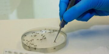 Továrna komárů očekává vyřešení krize dengue - Mercopress