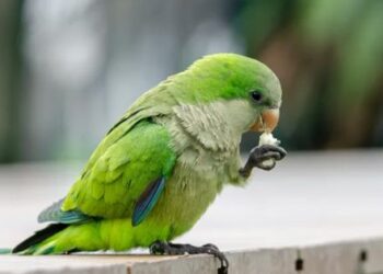 Uruguaj schvaľuje masové zabíjanie papagájov na záchranu úrody