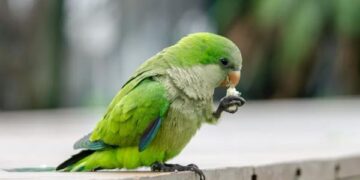 Uruguaj schvaľuje masové zabíjanie papagájov na záchranu úrody
