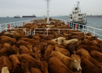 Uruguajské kravy, ktoré uviazli pri pobreží Türkiye kvôli problémom s certifikáciou