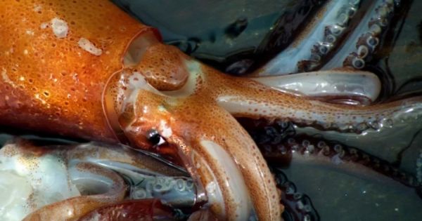 Úlovky chobotnice Illex v Argentině během prvních tří týdnů jsou považovány za „povzbudivé“ 65 Úlovky chobotnice Illex v Argentině během prvních tří týdnů jsou považovány za „povzbudivé“