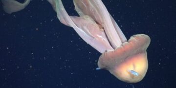 Argentinští vědci zaznamenali v Argentinském moři vzácnou 11metrovou obří „duchovou“ medúzu 1 Argentinští vědci zaznamenali v Argentinském moři vzácnou 11metrovou obří „duchovou“ medúzu