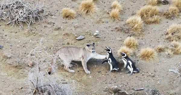 Patagonské pumy začleňují tučňáky do své stravy v bezprecedentním případě interakce mezi predátory a mořskými ptáky 65 Patagonské pumy začleňují tučňáky do své stravy v bezprecedentním případě interakce mezi predátory a mořskými ptáky