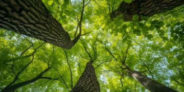 Paraguaj očakáva viac ako 1 miliardu USD v investíciách zo Singapuru do uhlíkových kreditov 1 Paraguaj očakáva viac ako 1 miliardu USD v investíciách zo Singapuru do uhlíkových kreditov