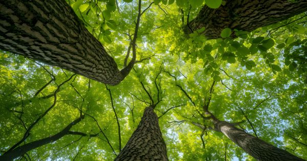 Paraguaj očakáva viac ako 1 miliardu USD v investíciách zo Singapuru do uhlíkových kreditov 65 Paraguaj očakáva viac ako 1 miliardu USD v investíciách zo Singapuru do uhlíkových kreditov