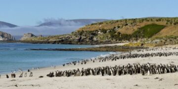 SAERI spúšťa nové výskumné projekty na Falklandoch a v južnom Atlantiku 1 SAERI spúšťa nové výskumné projekty na Falklandoch a v južnom Atlantiku