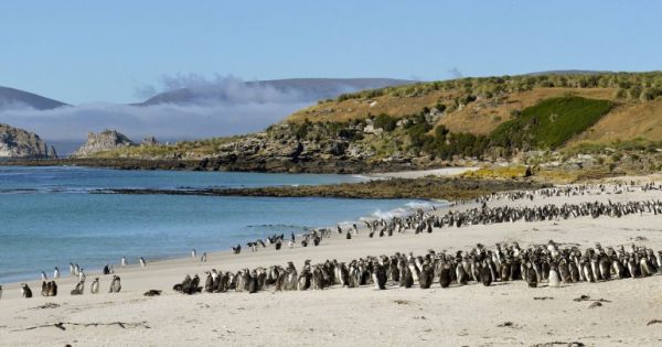 SAERI spúšťa nové výskumné projekty na Falklandoch a v južnom Atlantiku 65 SAERI spúšťa nové výskumné projekty na Falklandoch a v južnom Atlantiku